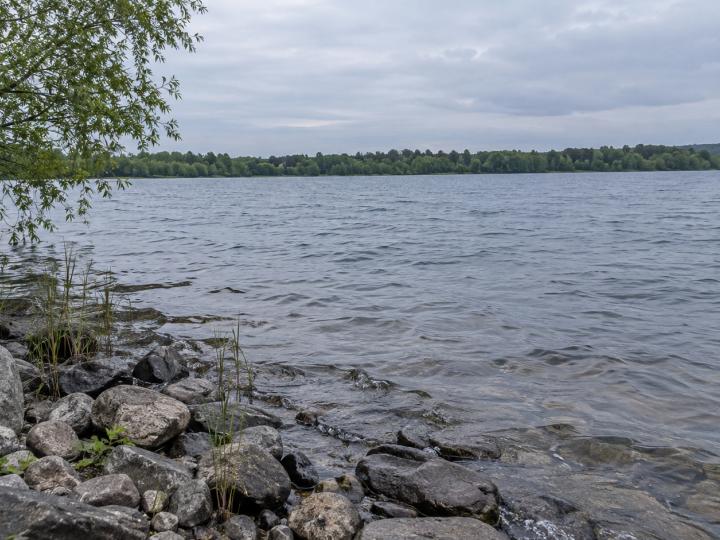 Une rive tranquille, avec de petites vagues, des pierres lisses et des branches de saule.